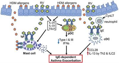 Immunoglobulin E-Dependent Activation of Immune Cells in Rhinovirus-Induced Asthma Exacerbation